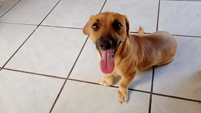 Adoção de cachorro responsável