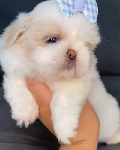 Filhote de shih tzu fêmea 