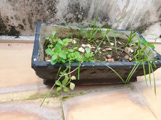 Vaso para plantas