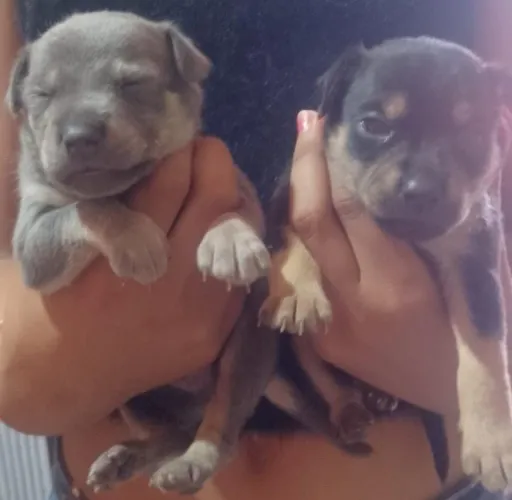 Pinscher 