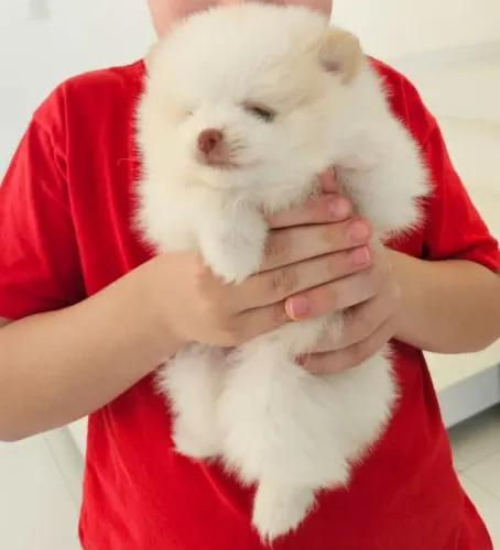 Spitz Alemão Filhotes