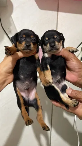 PINSCHER N1