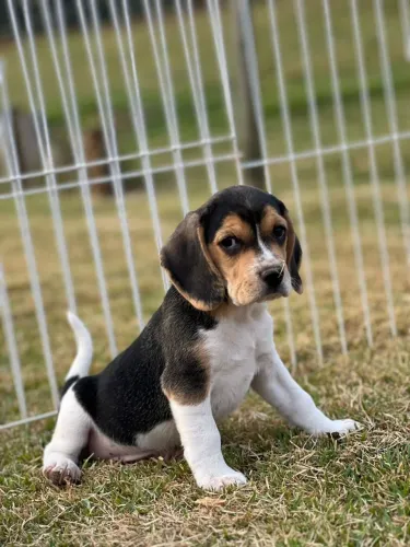 BEAGLES LINDOS