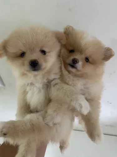 Lulu da pomerania - Fêmea