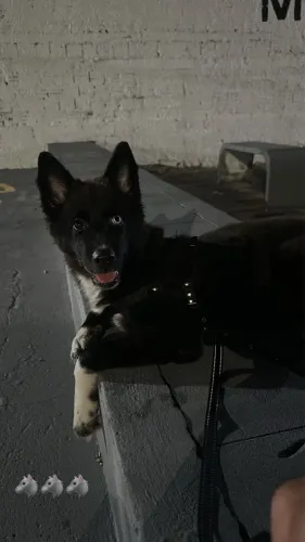 Border collie