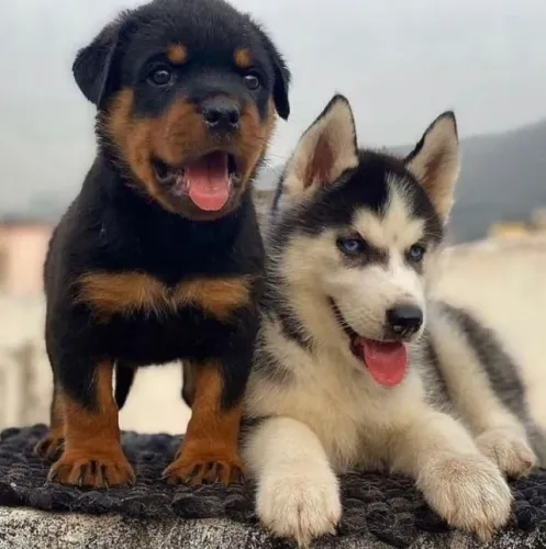 Rottweiler Doçura que não precisa provar