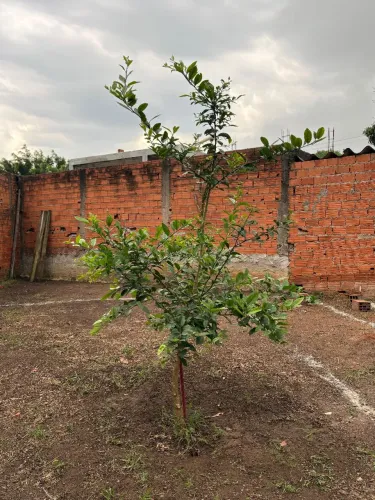 Muda de Limão-Siciliano - Planta Frutífera