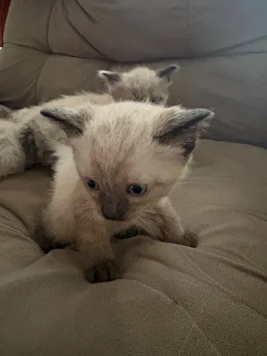 Gatinho