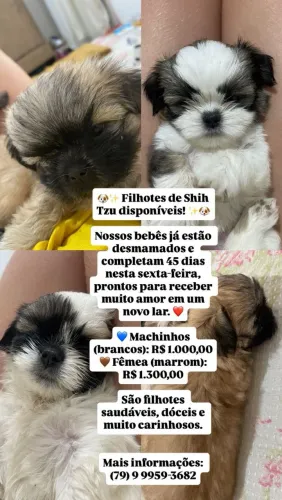 Shitzu