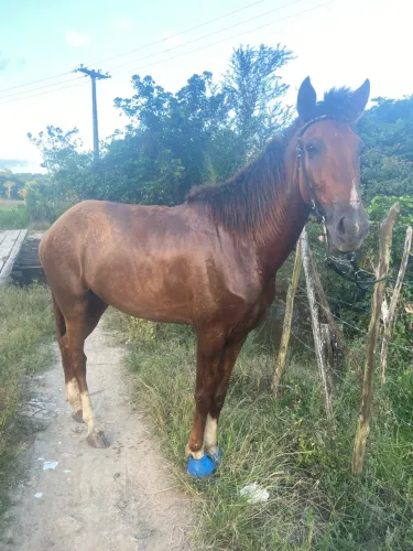 Pra vender cavalo bom de vrdd novo apenas 3 anos vai fazer mês que vem dia 28