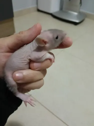Rato Twister 