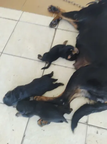 Rottweilers Alemães 