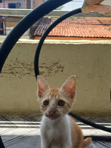 gatos para adoção responsável urgente!!