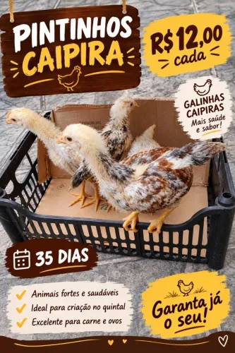 Pintinhos caipira