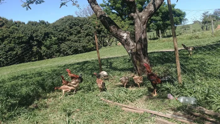 Galinhas e frangos