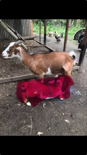 Mini cabra 