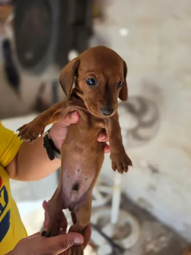 Filhote de DACHSHUND(Salsicha)