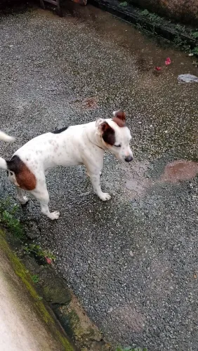 Douace cachorro porte grande 3 anos dócil mais bom pra olhar quintal ou sitio místico