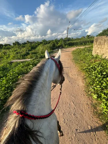 Cavalo mangalarga Marchador