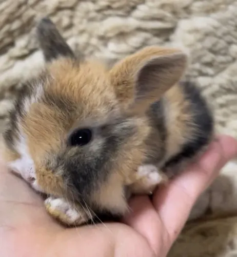 Mini coelhos Lop