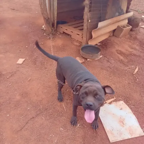 Cachorros Doação