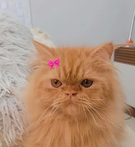 Gatinha Persa