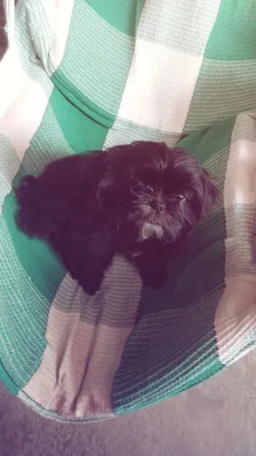 Shitzu 