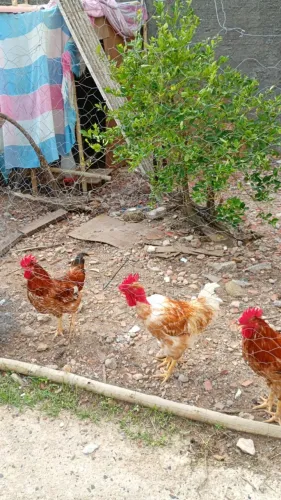 Galos Caipira e Reprodutores - Fortes e Saudáveis