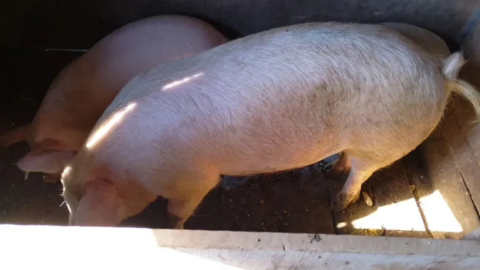 Vendo porco