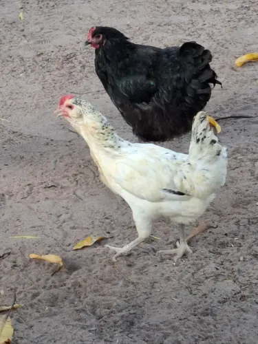 Vendo gatinha