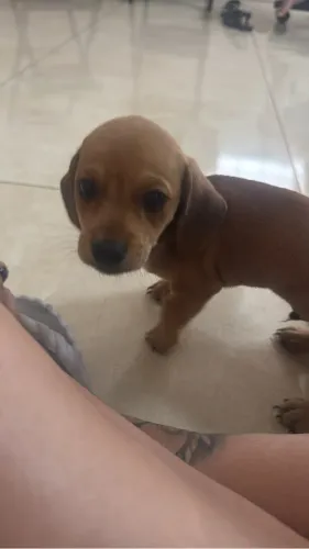 Vende Basset macho 