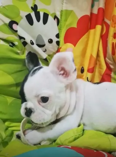 Buldogue Francês macho