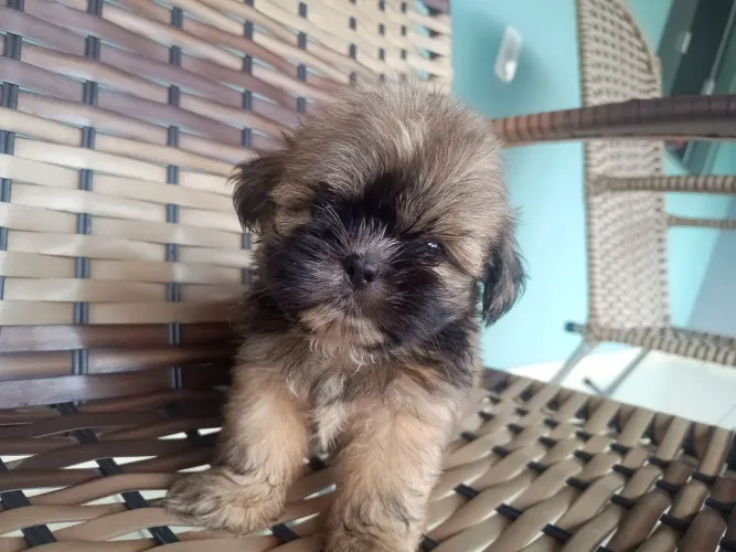 VENDO SHIH TZU MACHO 900 REAIS