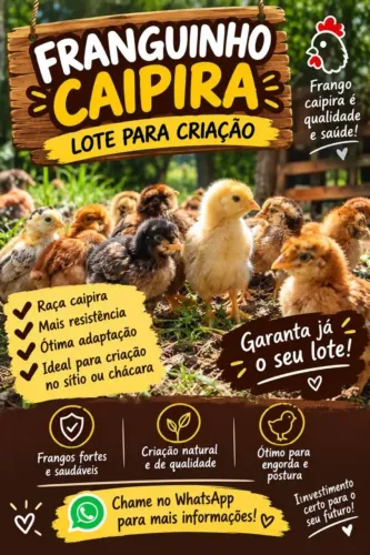 Pintinhos 