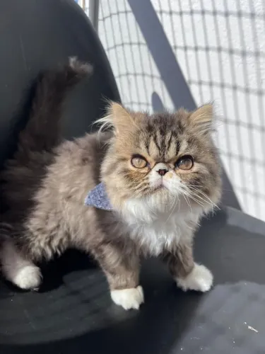Gato persa 