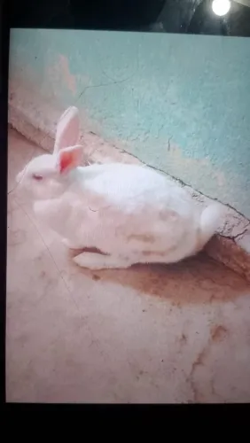 Coelhos