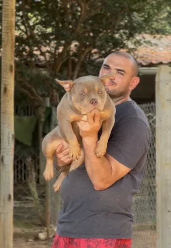 Fêmeas American Bully