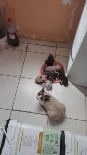 Gatos pra doação