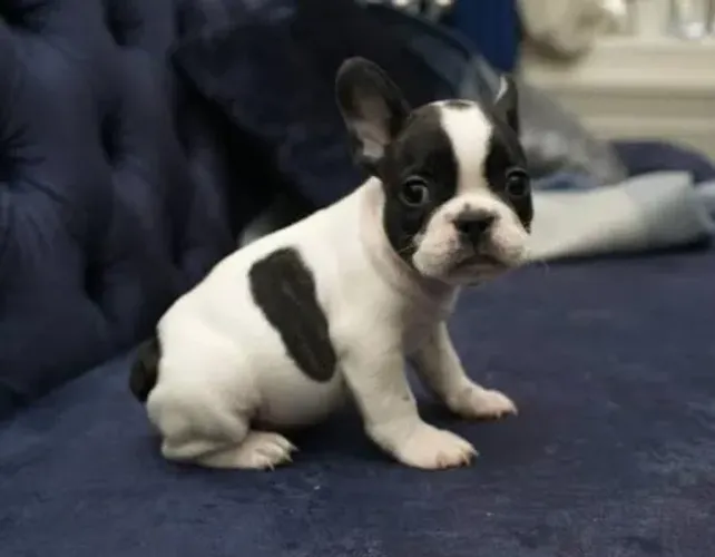 Bulldog Francês Filhotes Muito Divertidos.
