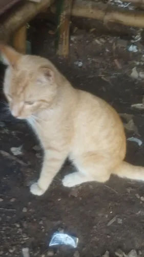 Gatinho dourado jovem procura um lar