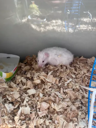 Hamster sírio