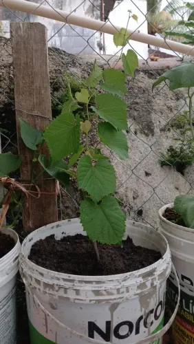 PÉ DE UVA ISABEL ENXERTADO NA PROMOÇÃO!