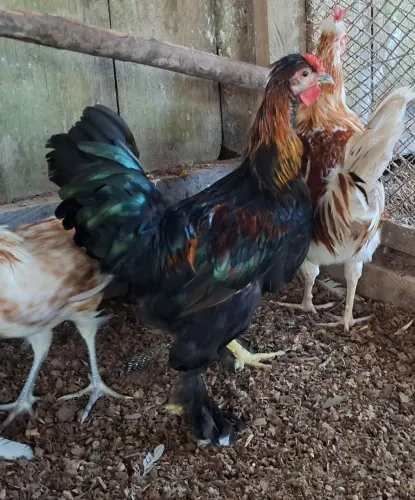 Frango mestiço