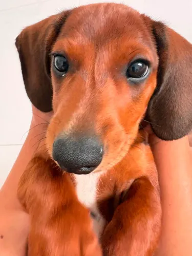 Vende-se cachorro salsicha puro 