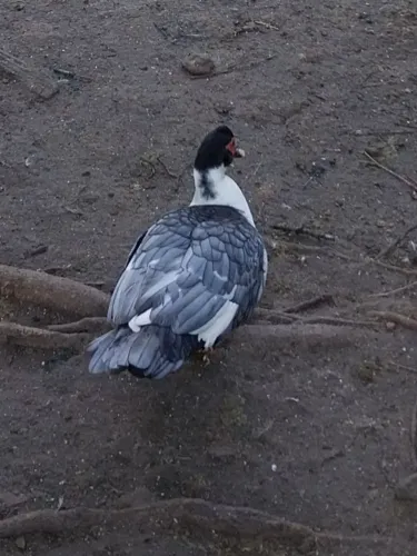 Vendo patos 