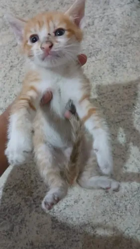 Gatinhos 3 meses adoção
