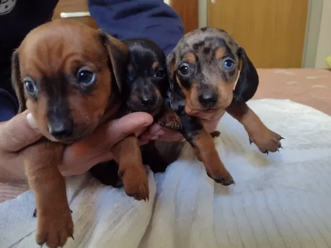 Vende-se Filhotes de Basset Arlequim Machos