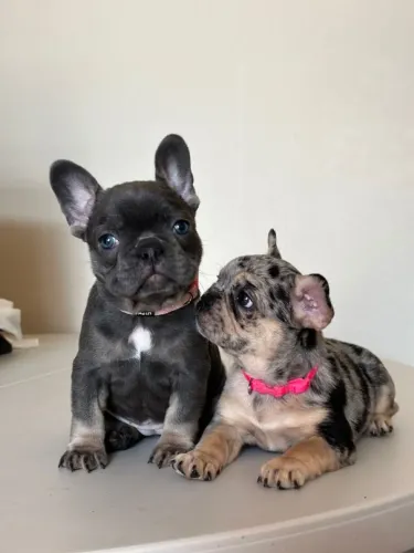 Bulldogue Francês - Fofura Que Deixa Tudo Melhor