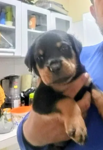 Rottweiler