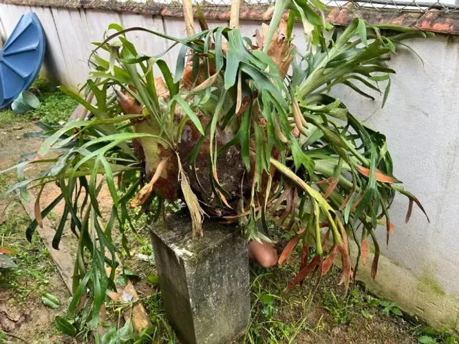 chifre de veado gigante grande adulto 1,47 metros de largura